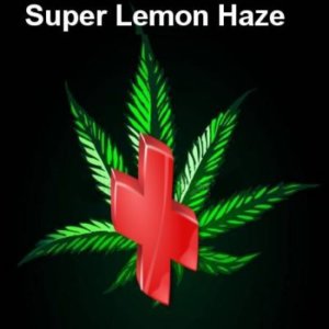 Rescue weed Super Lemon Haze